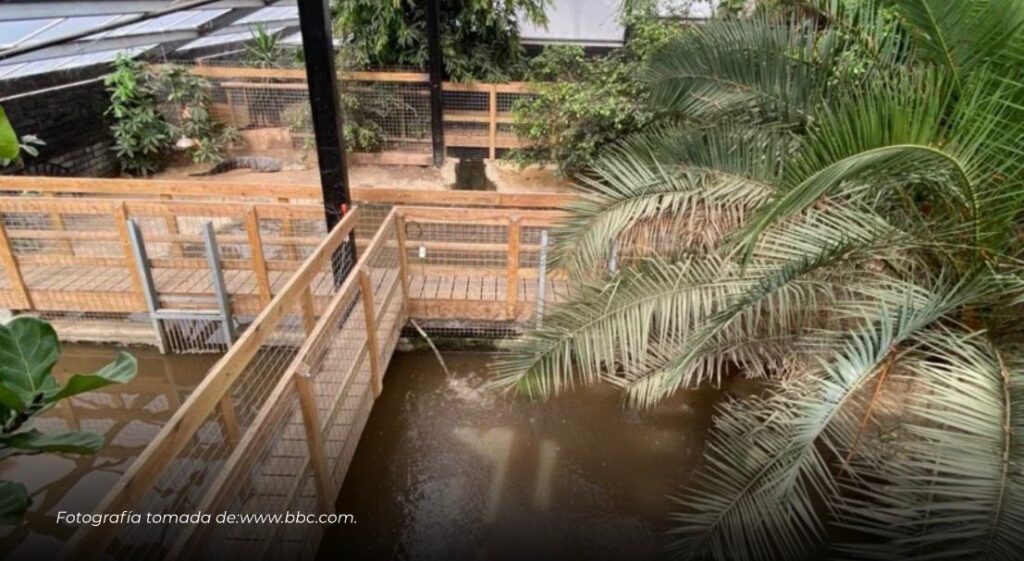 Niño de 3 años resultó gravemente herido tras caer al foso de cocodrilos en un zoológico de Reino Unido