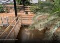 Niño de 3 años resultó gravemente herido tras caer al foso de cocodrilos en un zoológico de Reino Unido