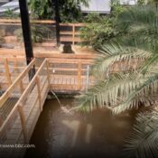 Niño de 3 años resultó gravemente herido tras caer al foso de cocodrilos en un zoológico de Reino Unido