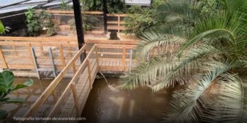 Niño de 3 años resultó gravemente herido tras caer al foso de cocodrilos en un zoológico de Reino Unido