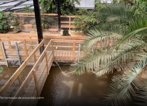 Niño de 3 años resultó gravemente herido tras caer al foso de cocodrilos en un zoológico de Reino Unido Niño de 3 años resultó gravemente herido tras caer al foso de cocodrilos en un zoológico de Reino Unido