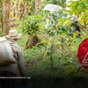 Prorrogan administración del Fondo Nacional del Café y su futuro quedará en manos del próximo Gobierno