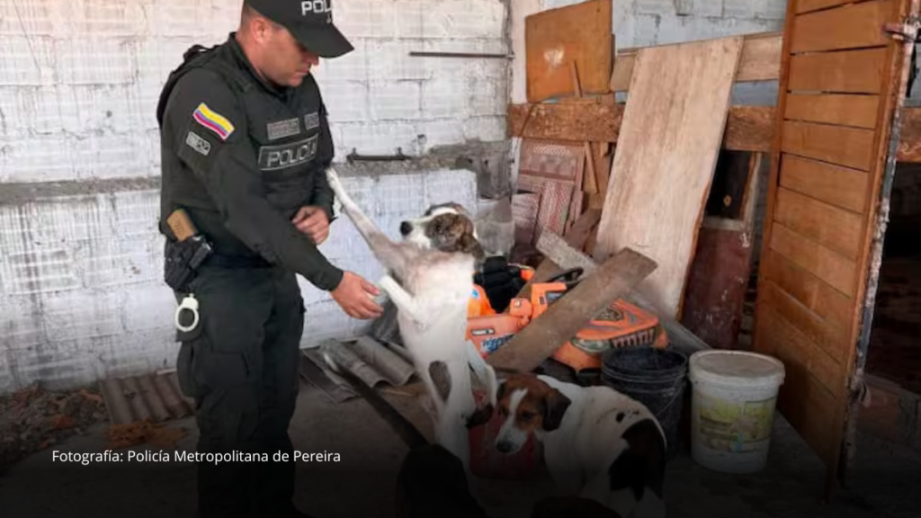 Cinco perros fueron puestos a salvo tras denuncia por presunto maltrato en Dosquebradas