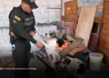 Cinco perros fueron puestos a salvo tras denuncia por presunto maltrato en Dosquebradas Cinco perros fueron puestos a salvo tras denuncia por presunto maltrato en Dosquebradas