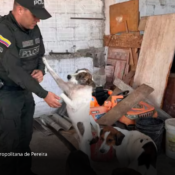 Cinco perros fueron puestos a salvo tras denuncia por presunto maltrato en Dosquebradas