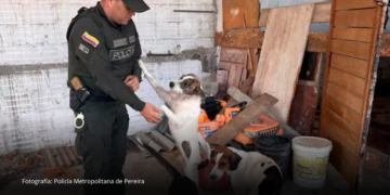 Cinco perros fueron puestos a salvo tras denuncia por presunto maltrato en Dosquebradas Cinco perros fueron puestos a salvo tras denuncia por presunto maltrato en Dosquebradas