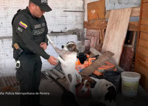 Cinco perros fueron puestos a salvo tras denuncia por presunto maltrato en Dosquebradas Cinco perros fueron puestos a salvo tras denuncia por presunto maltrato en Dosquebradas