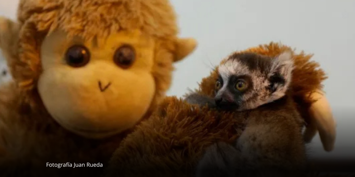 La tierna historia del bebé lémur que encontró consuelo en un peluche tras separarse de su madre La tierna historia del bebé lémur que encontró consuelo en un peluche tras separarse de su madre