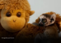La tierna historia del bebé lémur que encontró consuelo en un peluche tras separarse de su madre La tierna historia del bebé lémur que encontró consuelo en un peluche tras separarse de su madre