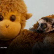 La tierna historia del bebé lémur que encontró consuelo en un peluche tras separarse de su madre