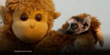 La tierna historia del bebé lémur que encontró consuelo en un peluche tras separarse de su madre