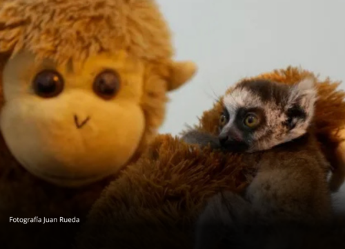 El peluche que salvó a un bebé lémur en el Zoológico de Cali