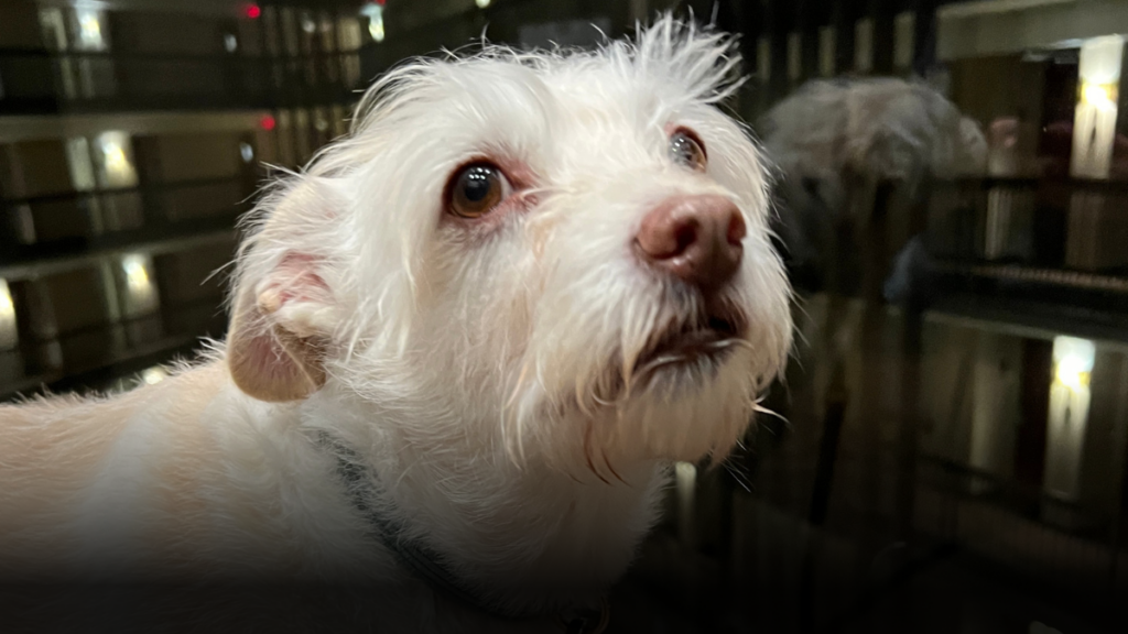 Corte Constitucional prohíbe restringir el uso de ascensores con mascotas en conjuntos