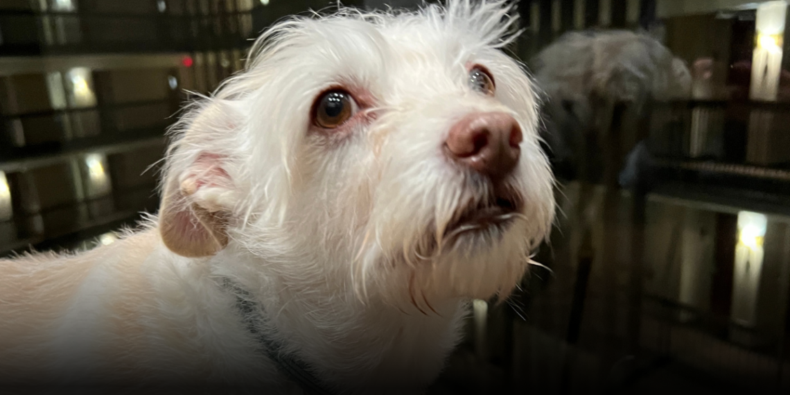 Corte Constitucional prohíbe restringir el uso de ascensores con mascotas en conjuntos