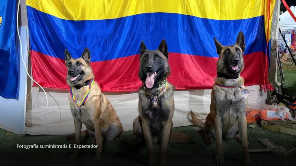 Venezuela reconoció a cuatro perros colombianos por salvar vidas tras el terremoto