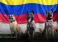 Venezuela reconoció a cuatro perros colombianos por salvar vidas tras el terremoto Venezuela reconoció a cuatro perros colombianos por salvar vidas tras el terremoto
