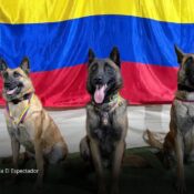 Venezuela reconoció a cuatro perros colombianos por salvar vidas tras el terremoto