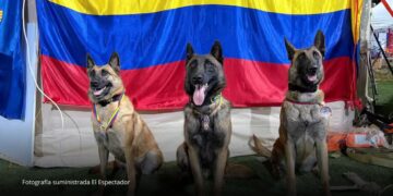 Venezuela reconoció a cuatro perros colombianos por salvar vidas tras el terremoto Venezuela reconoció a cuatro perros colombianos por salvar vidas tras el terremoto