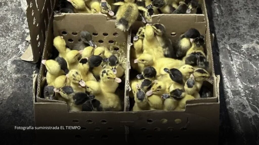 Animalistas advierten por el futuro de los “patos Merlín” tras el Mundial