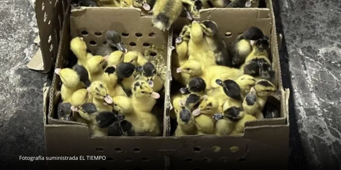 Animalistas advierten por el futuro de los “patos Merlín” tras el Mundial