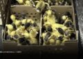 Animalistas advierten por el futuro de los “patos Merlín” tras el Mundial Animalistas advierten por el futuro de los “patos Merlín” tras el Mundial