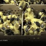 Animalistas advierten por el futuro de los “patos Merlín” tras el Mundial