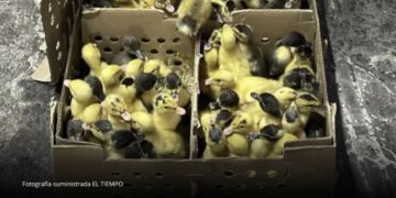 Animalistas advierten por el futuro de los “patos Merlín” tras el Mundial Animalistas advierten por el futuro de los “patos Merlín” tras el Mundial