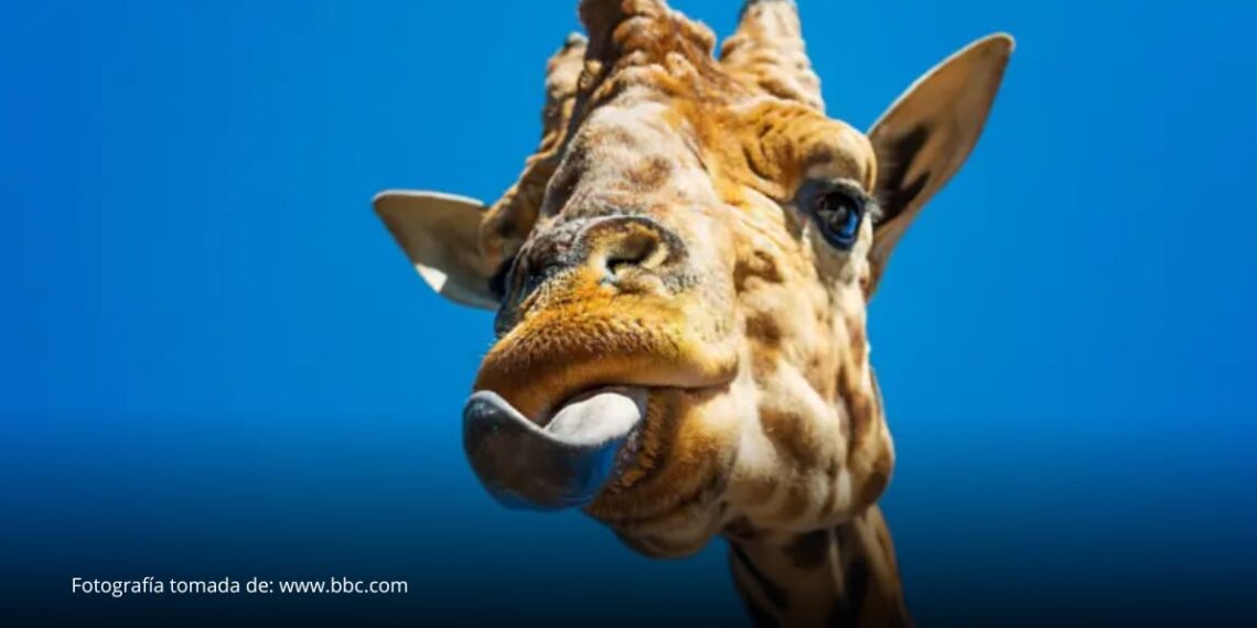 La lengua cambió la historia de la vida: así permitió que los animales conquistaran la tierra La lengua cambió la historia de la vida: así permitió que los animales conquistaran la tierra