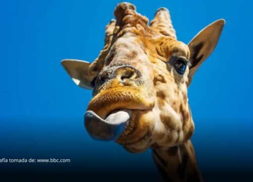 La lengua cambió la historia de la vida: así permitió que los animales conquistaran la tierra La lengua cambió la historia de la vida: así permitió que los animales conquistaran la tierra