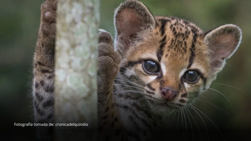 Registran por primera vez en Bolivia al gato tigre nublado, una especie reconocida recientemente por la ciencia
