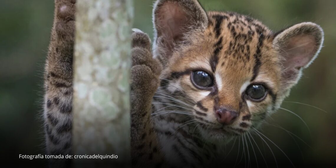 Registran por primera vez en Bolivia al gato tigre nublado, una especie reconocida recientemente por la ciencia Registran por primera vez en Bolivia al gato tigre nublado, una especie reconocida recientemente por la ciencia