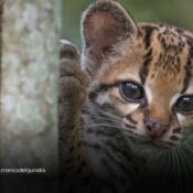 Registran por primera vez en Bolivia al gato tigre nublado, una especie reconocida recientemente por la ciencia