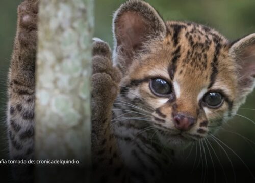 Registran por primera vez en Bolivia al gato tigre nublado, una especie reconocida recientemente por la ciencia Registran por primera vez en Bolivia al gato tigre nublado, una especie reconocida recientemente por la ciencia