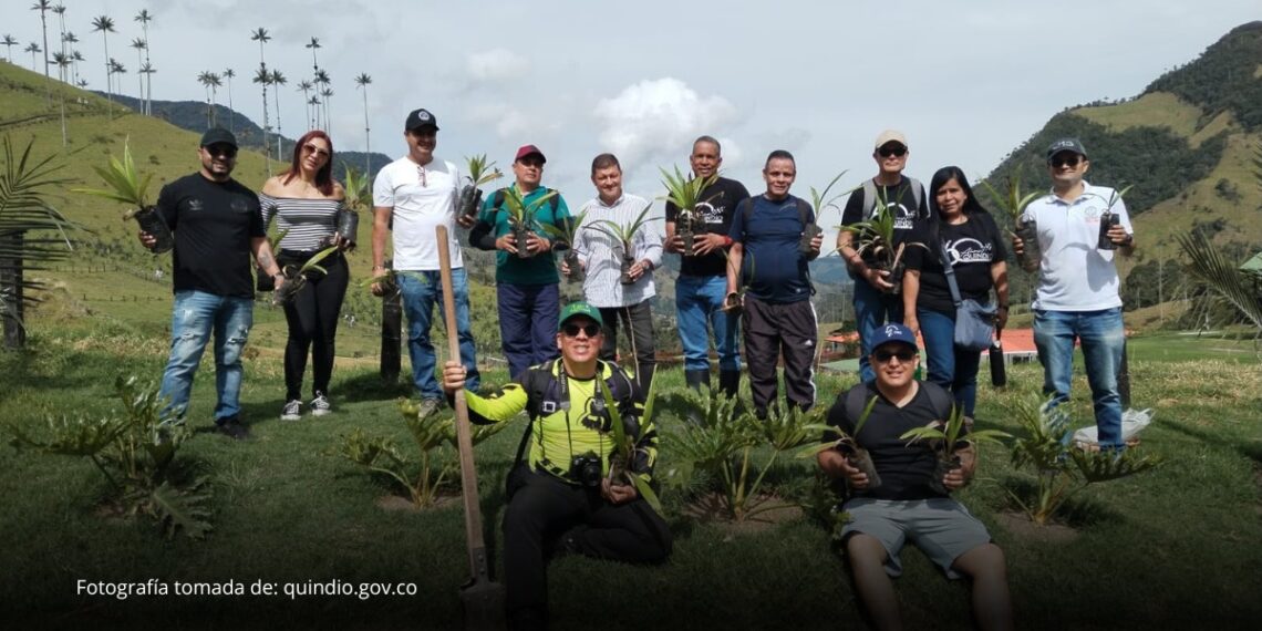 Quindío conmemora sus 60 años con la siembra de 60 palmas de cera en el Valle de Cocora Quindío conmemora sus 60 años con la siembra de 60 palmas de cera en el Valle de Cocora