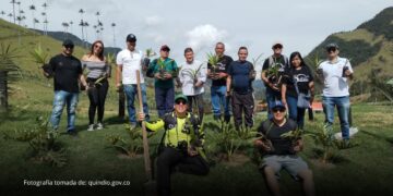 Quindío conmemora sus 60 años con la siembra de 60 palmas de cera en el Valle de Cocora