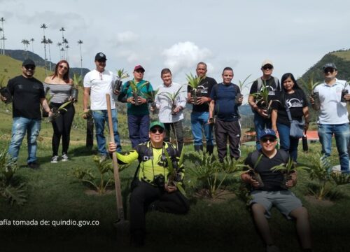 Quindío conmemora sus 60 años con la siembra de 60 palmas de cera en el Valle de Cocora Quindío conmemora sus 60 años con la siembra de 60 palmas de cera en el Valle de Cocora
