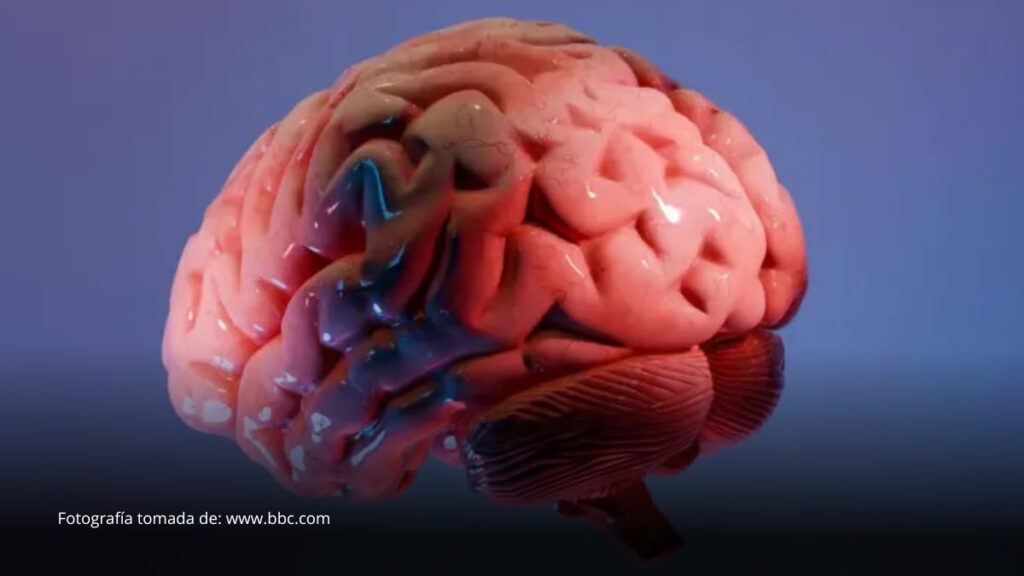 El revolucionario «atlas» que está ayudando a los científicos a mapear la última frontera del cerebro