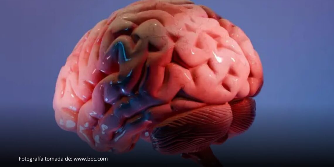 El revolucionario «atlas» que está ayudando a los científicos a mapear la última frontera del cerebro El revolucionario "atlas" que está ayudando a los científicos a mapear la última frontera del cerebro