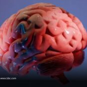 El revolucionario "atlas" que está ayudando a los científicos a mapear la última frontera del cerebro