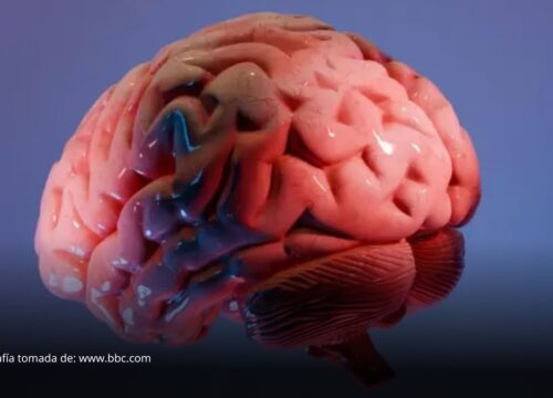 El revolucionario «atlas» que está ayudando a los científicos a mapear la última frontera del cerebro El revolucionario «atlas» que está ayudando a los científicos a mapear la última frontera del cerebro