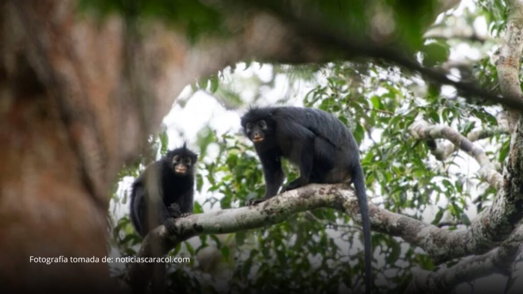Descubren en África una nueva especie de mono con llamativos labios anaranjados
