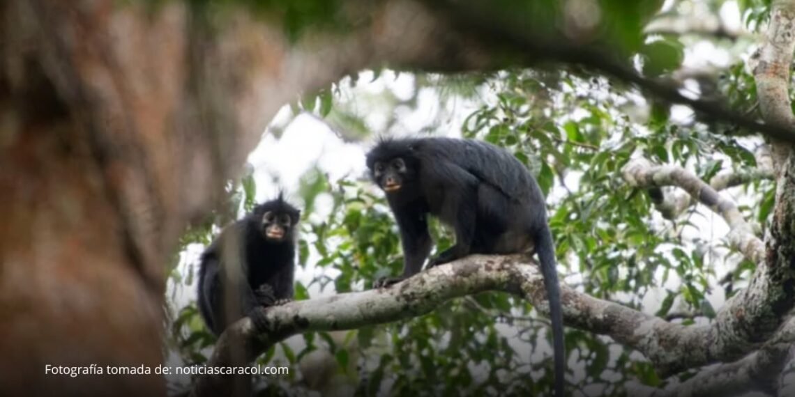 Descubren en África una nueva especie de mono con llamativos labios anaranjados Descubren en África una nueva especie de mono con llamativos labios anaranjados