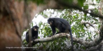 Descubren en África una nueva especie de mono con llamativos labios anaranjados