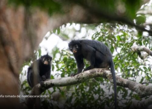 Descubren en África una nueva especie de mono con llamativos labios anaranjados Descubren en África una nueva especie de mono con llamativos labios anaranjados