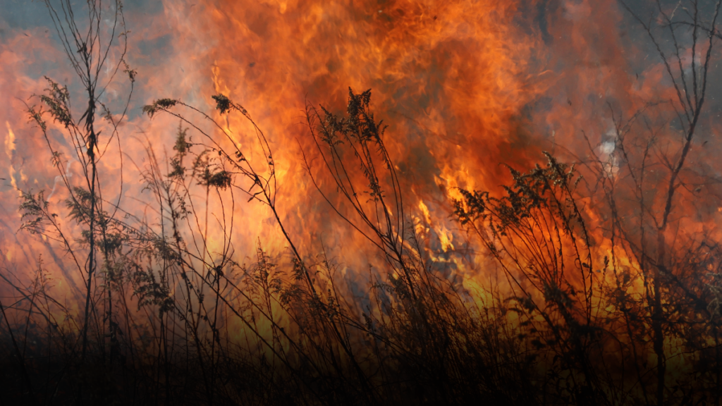 Gobierno declara calamidad pública en Tolima por incendios forestales