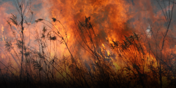Gobierno declara calamidad pública en Tolima por incendios forestales Gobierno declara calamidad pública en Tolima por incendios forestales