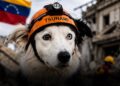 WhatsApp Image 2026-08-13 at 10.52.33 AM (1) tsunami perro rescatista