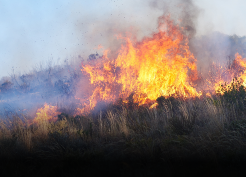 Incendios forestales dejan una amenaza que podría crecer con las lluvias Incendios forestales dejan una amenaza que podría crecer con las lluvias