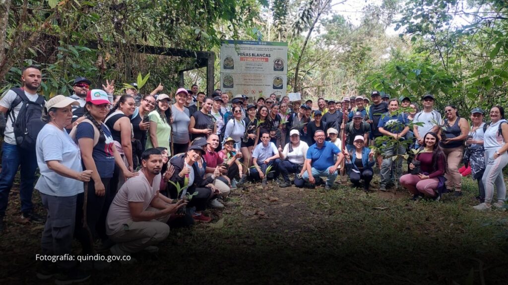 Quindío fortalece la siembra y conservación de la Palma de Cera