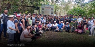 Quindío fortalece la siembra y conservación de la Palma de Cera Quindío fortalece la siembra y conservación de la Palma de Cera